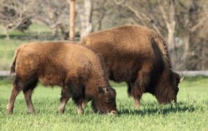 bison in the Lyndon B Johnson State park